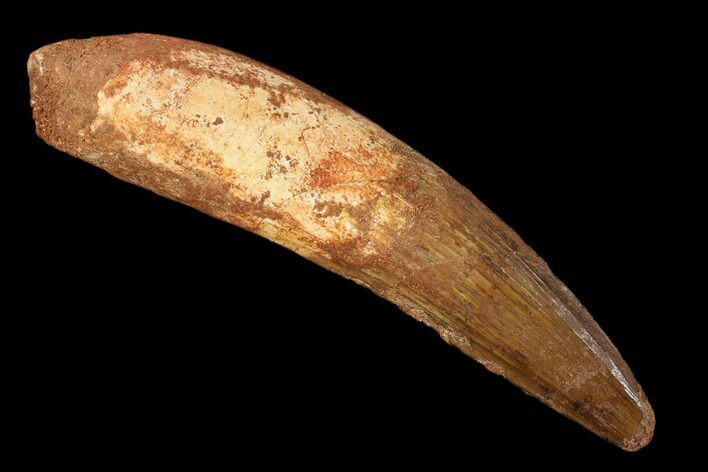 Real Spinosaurus Tooth - Partial Root #159342